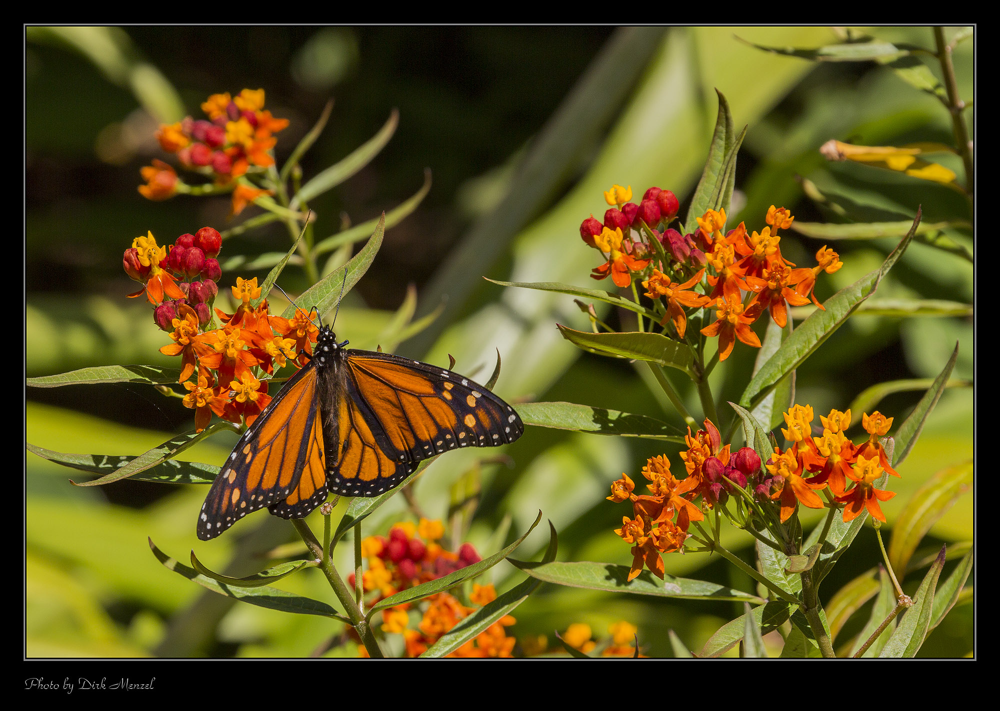 Monarchfalter