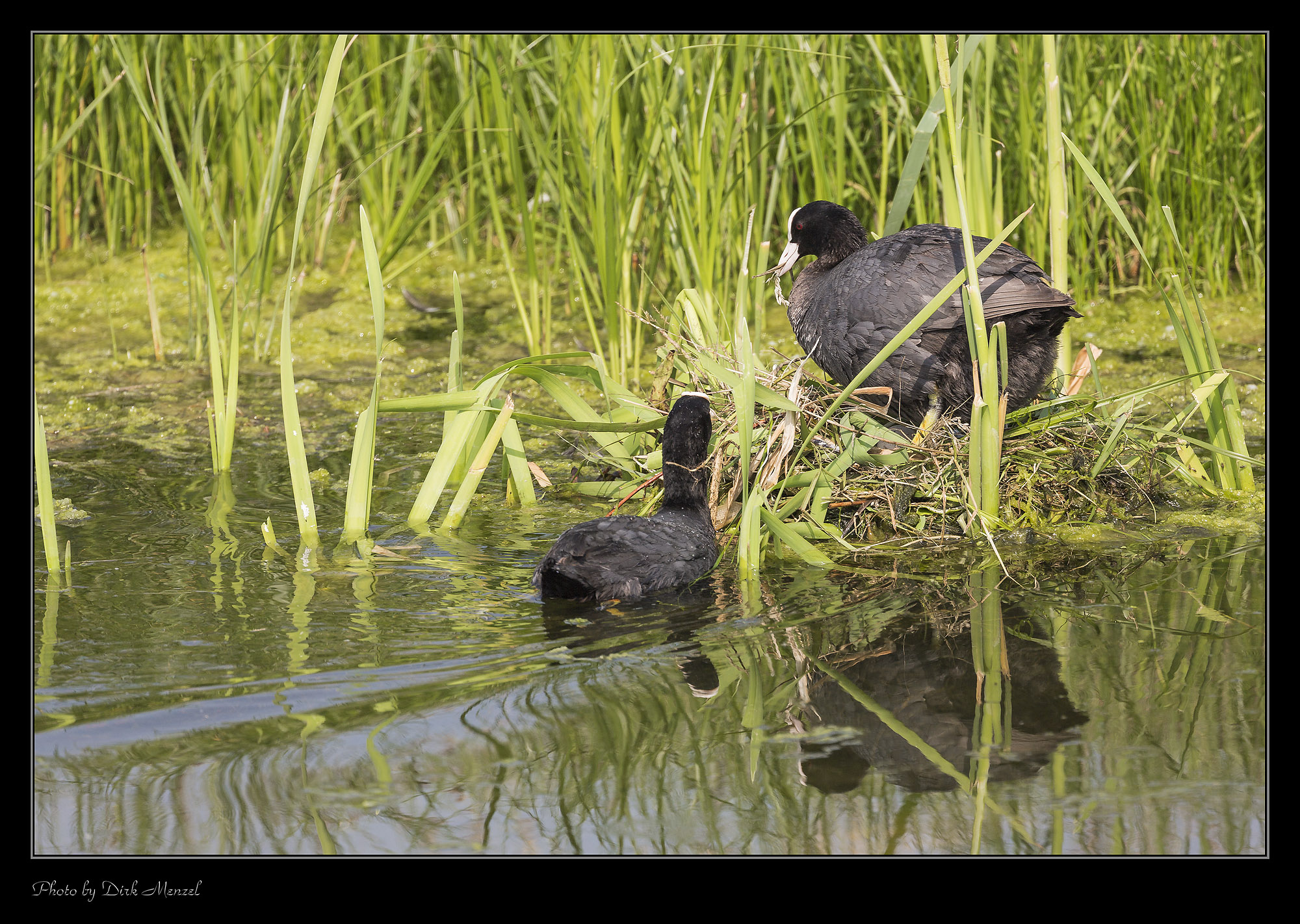 Blässhühner beim Nestbau