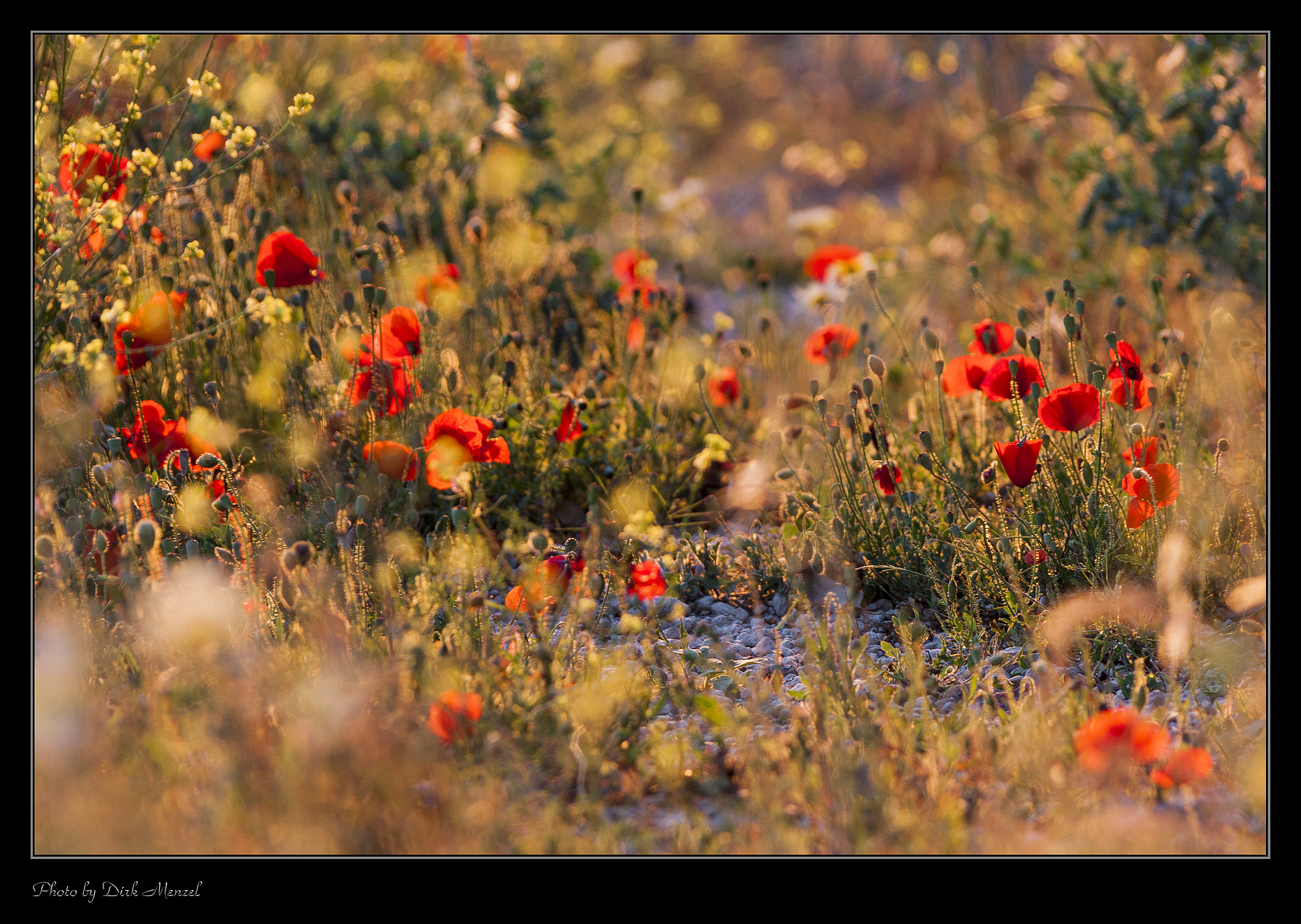 Mohnblumen in Abendsonne
